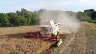 Canola Harvest with 2x Claas Lexion 480