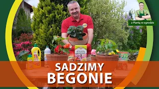 Jak sadzić begonie (ciąg dalszy) - Z PLANTĄ W OGRODZIE