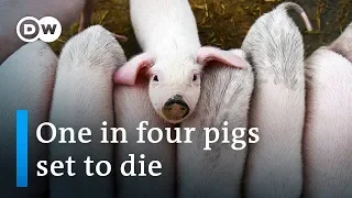 A quarter of global pig population expected to die due to swine fever epidemic | DW News