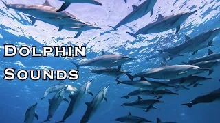 Diving with Very Chatty Hawaiian Spinner Dolphins ~ Listen to the dolphin sounds!