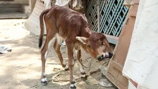 Miracle Calf Born With Two Heads And Three Eyes