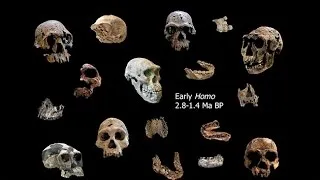 Origins of Genus Homo–Southern Africa and  Origin of Homo; Adaptive Shifts; Energetics and  Ecology