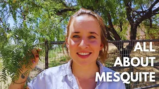 The Ultimate Desert Plant: Mesquite Tree Uses and Benefits