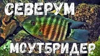 Цихлазомы северум / Северум моутбридер / Северум краснобрюхий / Cichlasoma severum