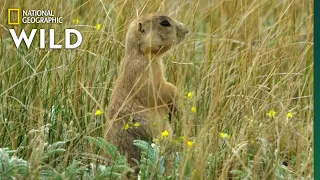 Prairie Dog Pups Annoy Their Dad | Prairie Dog Manor