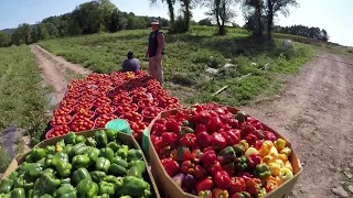 A VEGETABLE FARMER’S YEARLY HARVEST