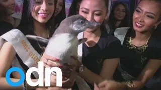 Philippines marine park breeds its first baby penguin