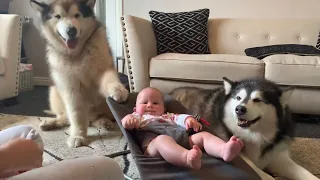 Teaching Giant Dog To Rock Baby To Sleep (Cutest Video Ever!!)