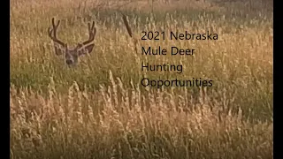 Nebraska Mule Deer Hunting Opportunities