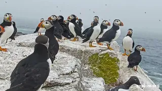 A Puffin Story