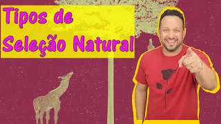 Tipos de Seleção Natural - Direcional, Disruptiva e Estabilizadora - Neodarwinismo - Evolução