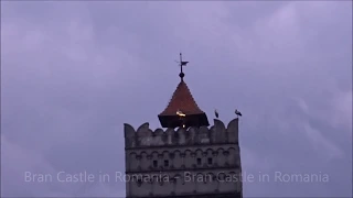 Storks on the Bran ("Dracula") Castle in Romania - Berze pe Castelul Bran