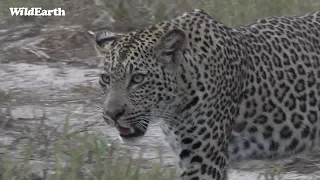 WildEarth - Sunrise Safari - 21 February 2022