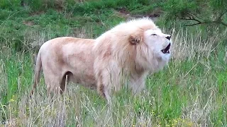 White Lion Roaring