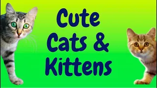 Cute Cats and Kittens, Adorable Cats, Adorable Kittens, Cute Cats, Cute Kittens, 2021