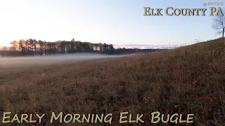 Elk Bugle in the morning .....#shortsyoutube  #@PATG1 #pennsylvania #exploring #elkcountry