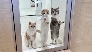 お風呂に入ってたら溺れてないか心配してくる猫たちがこうなっちゃいました笑