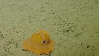 Shy Dumbo Octopus - 2015 | Nautilus Live (Remastered!)