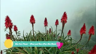 Aloe Vera Flower – How often It Blooms and When Can I See(Answered)