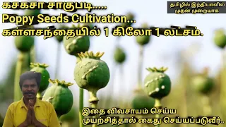 கசகசா சாகுபடி | கஸ்கஸ் சாகுபடி | Poppy seeds cultivation | Opium poppy | இது தடை செய்யபட்ட விவசாயம்