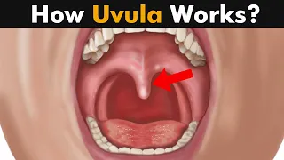 How Uvula Works? | Functions of uvula (Urdu/Hindi)