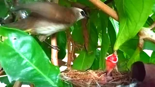 The mother trucukan bird returns to its nest when it is almost dark