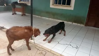 Goat vs Dog Fight