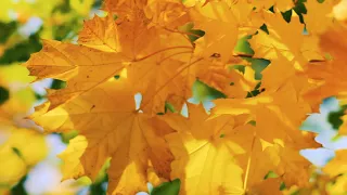 Footage — the best autumn background on September 1. Footage (footages) beautiful nature [Full HD]
