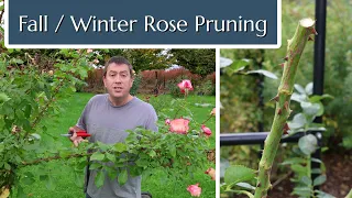 Fall and Winter Rose Pruning