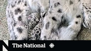 #TheMoment a snow leopard gave birth to two cubs at the Toronto Zoo
