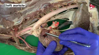 Anatomy of the Thorax - Circulatory System - of the Dog - part 1