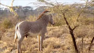 Zebra slowly gets excited in the trouser department