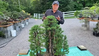 Impressive Yose-Ue Larch Forest