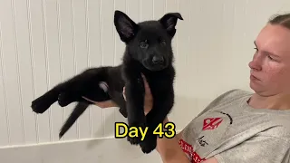 Black German Shepherd Puppy GROWING from Day 1 to Day 47...AMAZING!!!