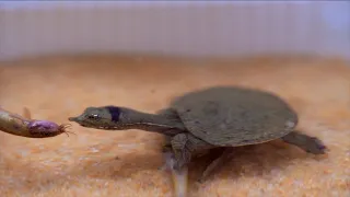 Baby Softshell Turtle Attacking Under The Sand | WARNING LIVE FEEDING