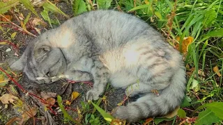 Люди нашли выпавшую из окна кошку | Кошка оказалась живой | Спасаем Шелли | Saving the cat