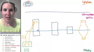 Cellular Respiration 6- Electron Transport Chain