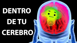 Un viaje al interior de tu cerebro