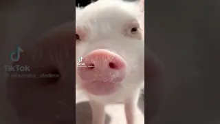 свинка кайфует🐷