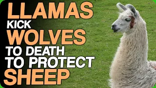 Llamas Kick Wolves To Death To Protect Sheep (The Ultimate Guard Llama)