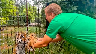 Олег Зубков приехал СПАСАТЬ ТИГРЯТ после дождя, но мама с папой все сделали сами!