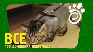 Креативная Стрижка Кота. Все О Домашних Животных