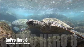 Snorkeling with Hawaiian Sea Turtles!