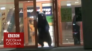 Медведь ворвался в тороговый центр в Хабаровске - BBC Russian