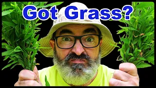 Is THIS Grass Invading Your Property? Stop Stiltgrass Now!🌾
