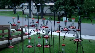 Hummingbirds Swarm Food Feeders