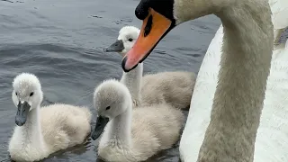 Much More Relaxed Swan Family Getting Their Grains (Miles & May) May 19, 2024