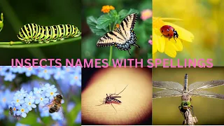 Names of Insects | Insects names with spelling | 23 Types of Insects for Children | Kids Ground