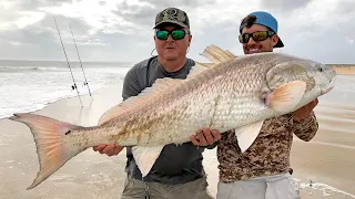 MONSTER Red Drum and Sharks from the Beach