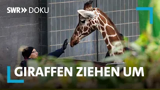 Kopf einziehen! - Karlsruher Giraffen ziehen um | Werktagshelden | SWR Doku